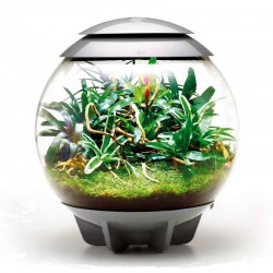 biOrb AIR 60 szary- terrarium-orietalna-kompozycja-w-słoiku