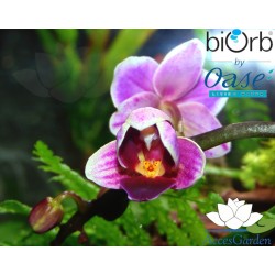 Miniature-Orchids-in-the-BiOrbAir-60