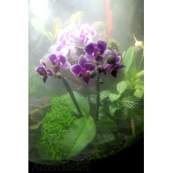 biOrb-AIR-60-biały-storczyk-zamgławianie