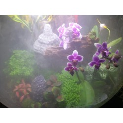 biOrb-AIR-60-biały-terrarium-zamgławianie