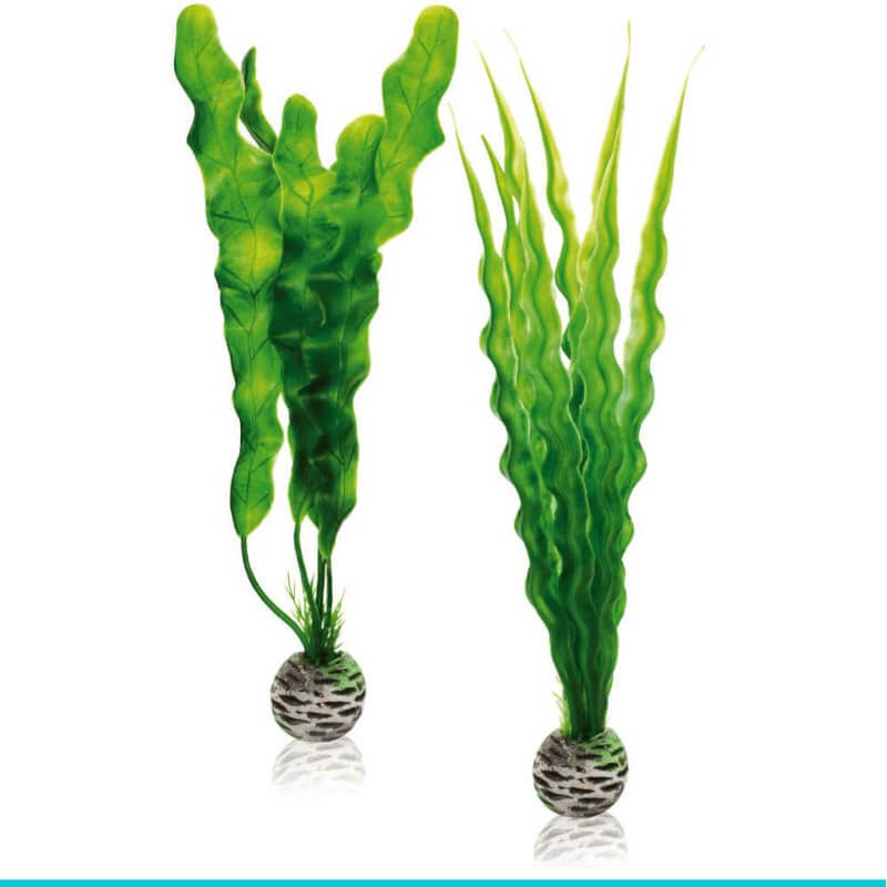 biOrb-46056 zestaw roślin M onowodek