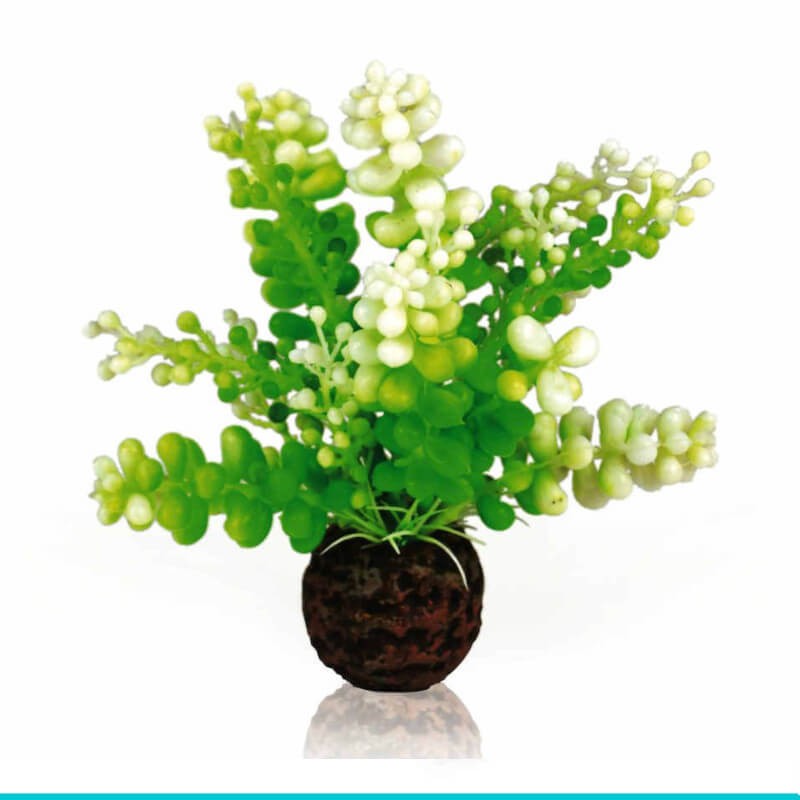 biOrb-46090 Glon morski Cauleripa