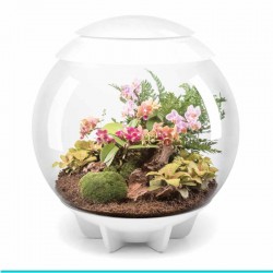 powinieneś mieć biOrb AIR 60 biały- terrarium