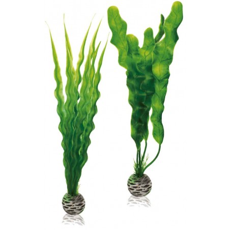 biOrb-46056 zestaw roślin M onowodek