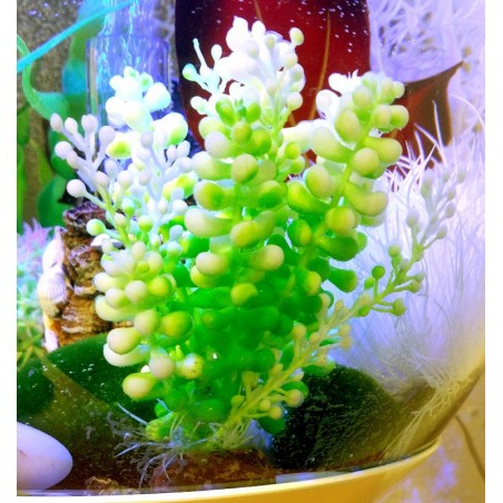 biOrb-46090 Glon morski Cauleripa