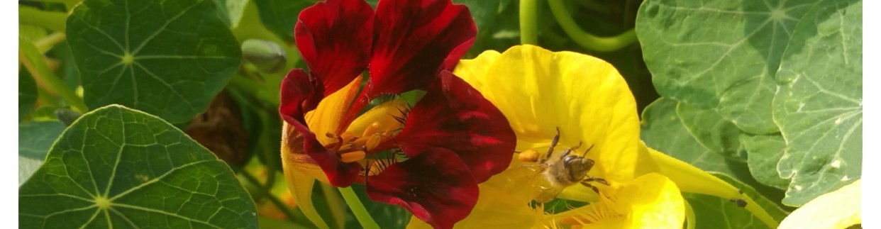 Nawadnianie trawnika Poznań